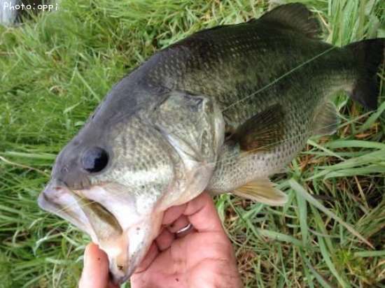 �֥�å��Х�