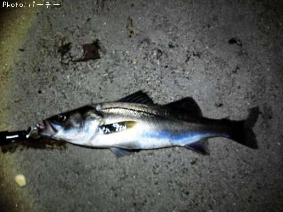 �����Х�