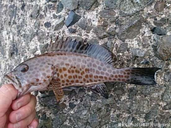 �������ϥ�