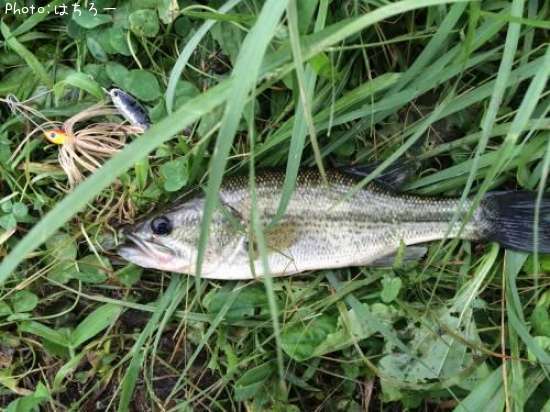 �֥�å��Х�