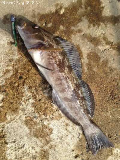 �����ʥ�