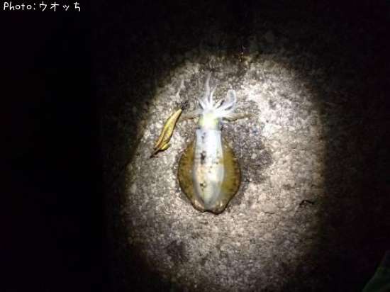 �����ꥤ��