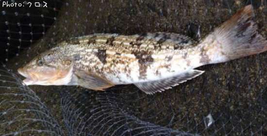 �����ʥ�