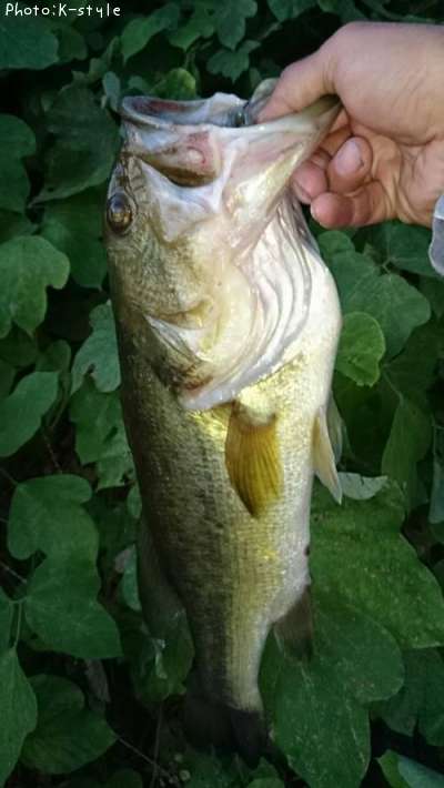 �֥�å��Х�