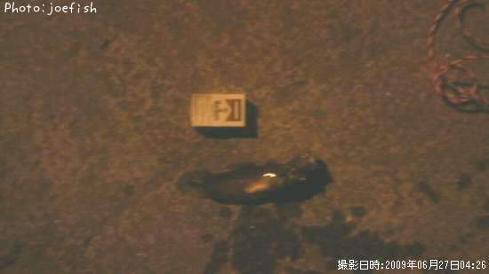 �������������ʥ�