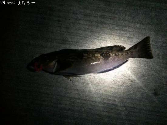 �����ʥ�