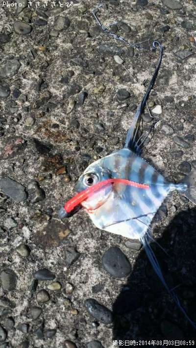 ���ȥҥ�������