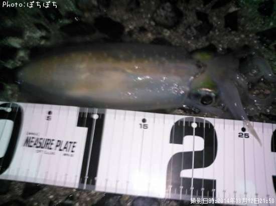 �����ꥤ��