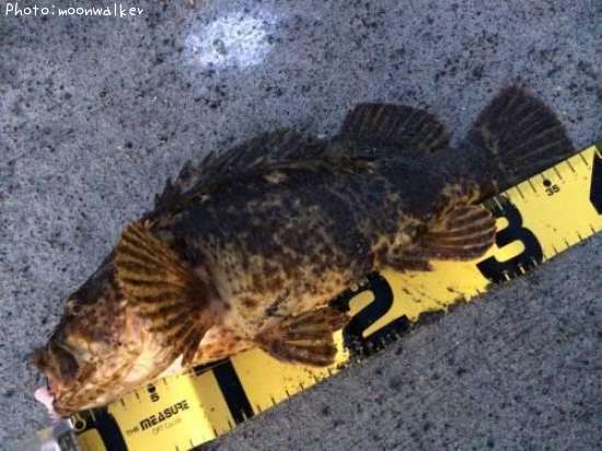 �٥å�������