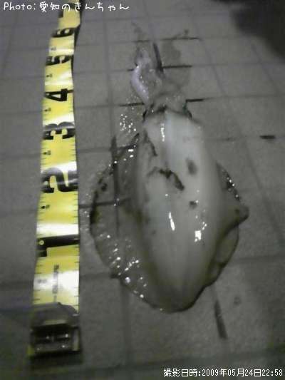 �����ꥤ��