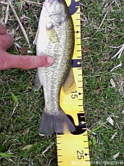 �֥�å��Х�