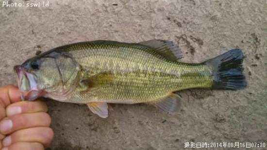 �֥�å��Х�