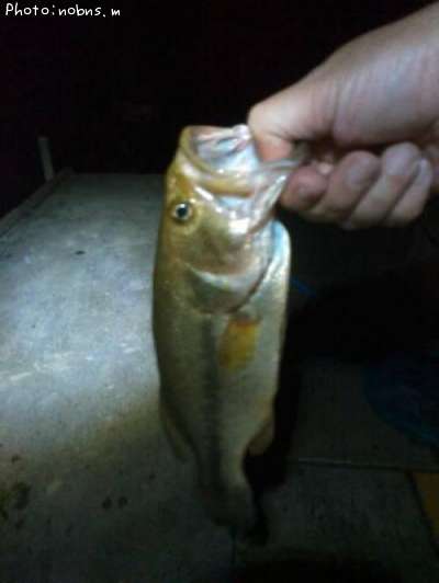 �֥�å��Х�