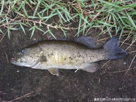 ���⡼��ޥ����Х�