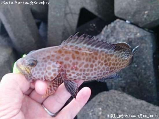 �������ϥ�