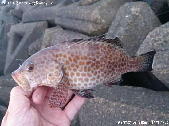 �������ϥ�