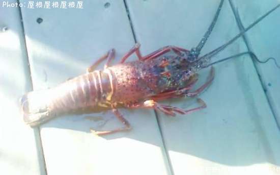 ������Ϸ