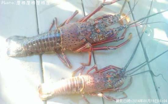 ������Ϸ