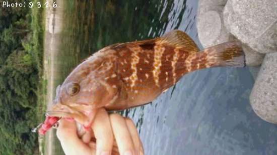 �����ϥ�