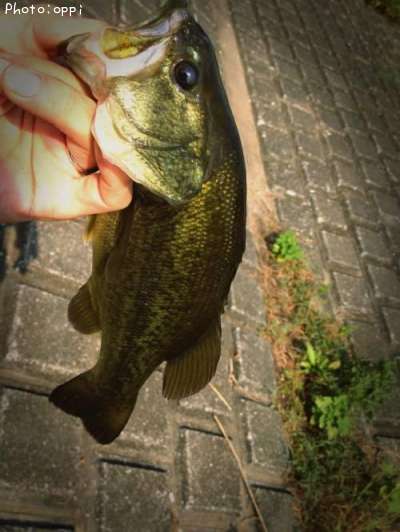 �֥�å��Х�