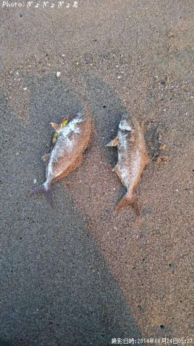 ���祴�Υ��֥�