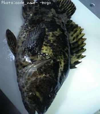 �٥å�������