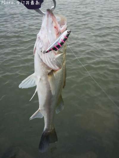 �����Х�