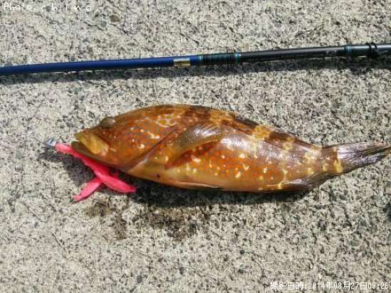 �����ϥ�