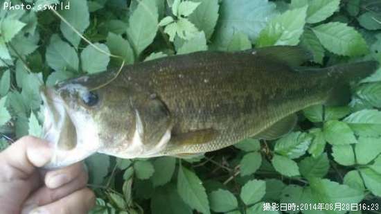 �֥�å��Х�