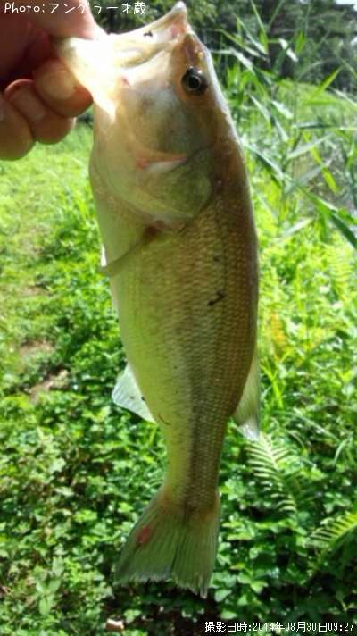 �֥�å��Х�