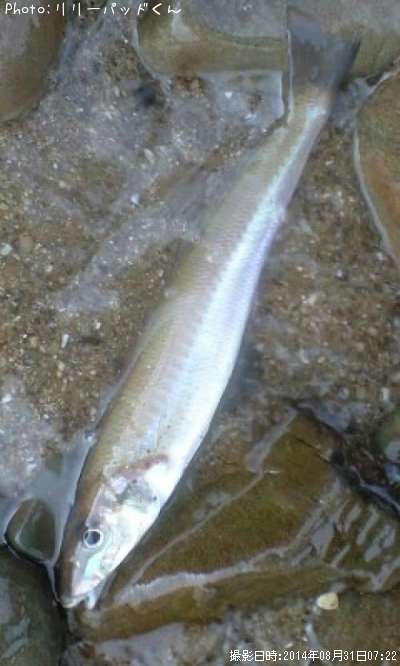 �ѡ���ԥ󥯤ε��ؿ�