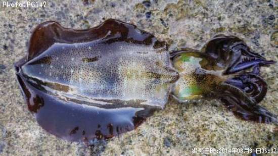 �����ꥤ��