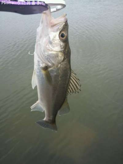 �����Х�