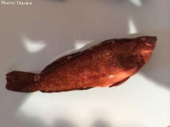 �����ʥ�