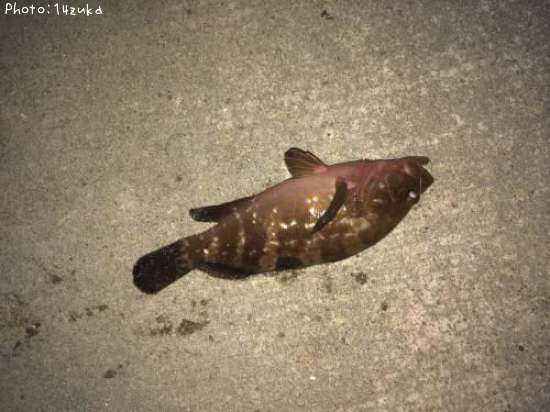 �����ϥ�