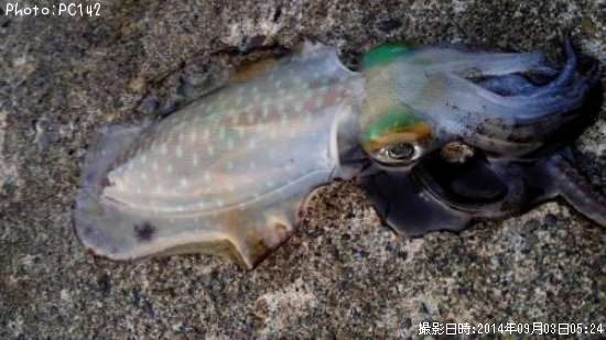 �����ꥤ��