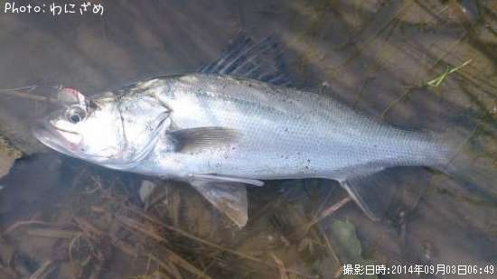 �����Х�