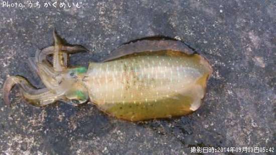 �����ꥤ��