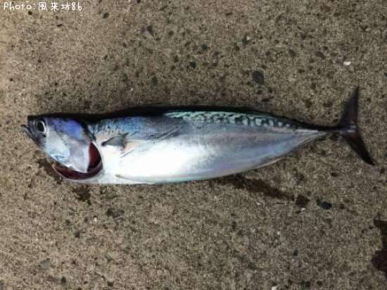 ���������ĥ�