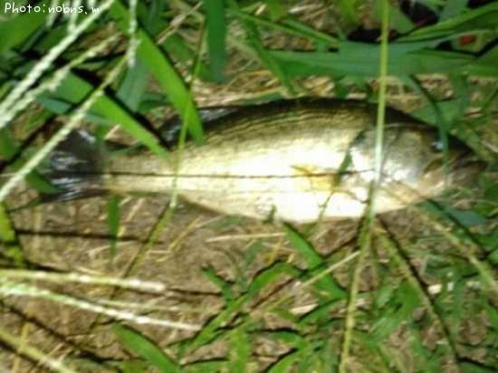 �֥�å��Х�