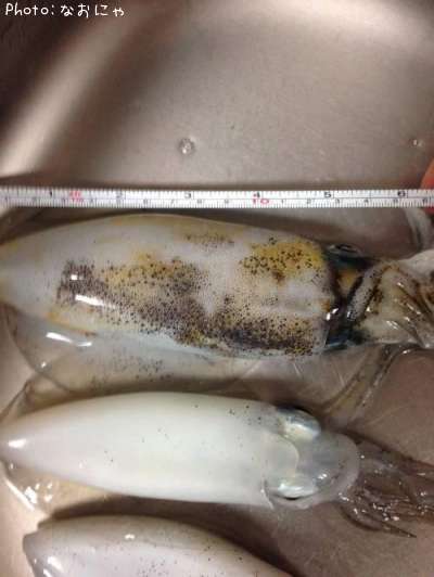 �����ꥤ��