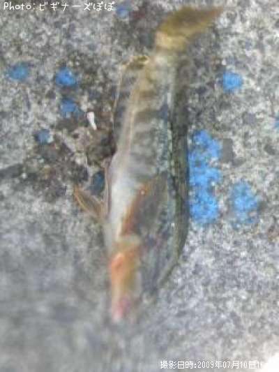 �����ʥ�