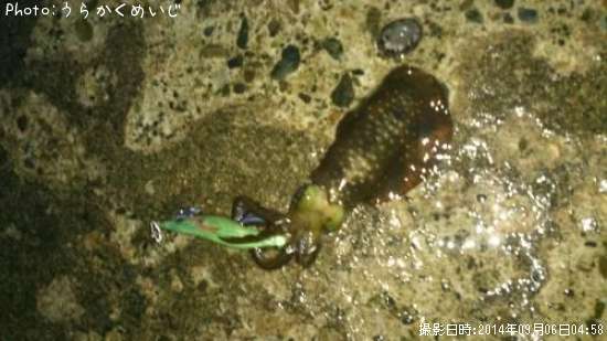 �����ꥤ��