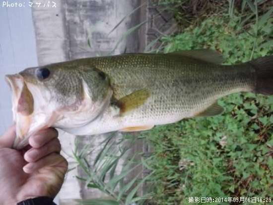 �֥�å��Х�