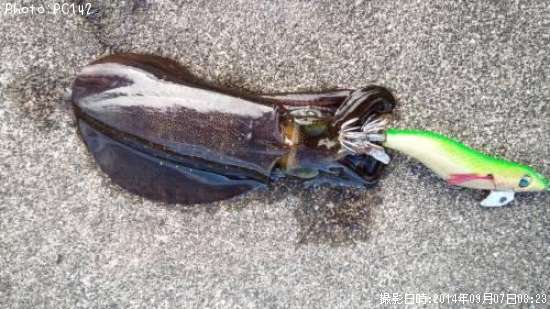 �����ꥤ��