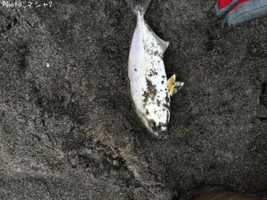 ����ѥ��ҥ��祴��