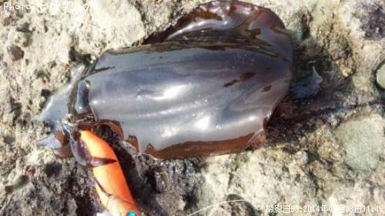 �����ꥤ��