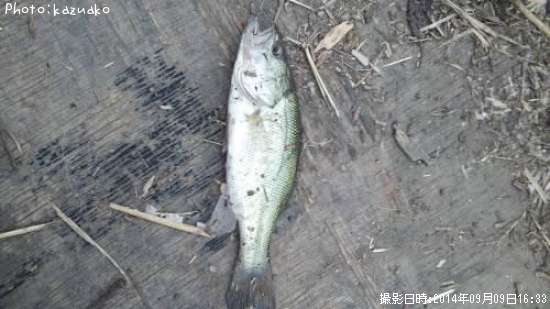 �֥�å��Х�