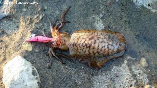 �����ꥤ��