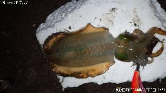 �����ꥤ��